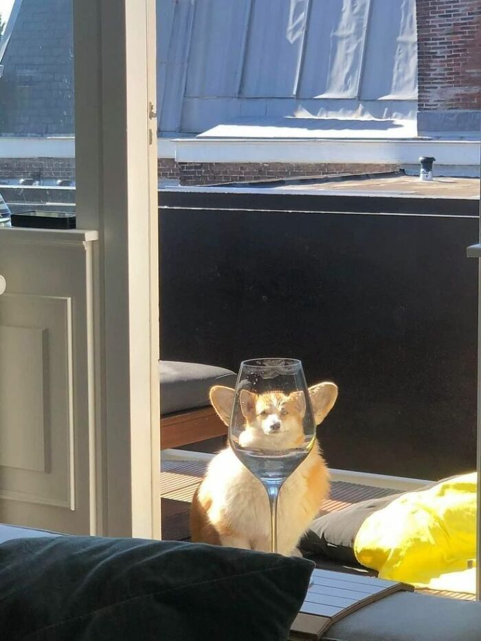 Corgi dog viewed through a wine glass, creating a funny distortion in this animal pic that may warm your heart.