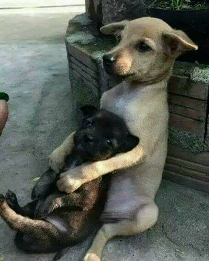 Two puppies in a funny pose showing hilarious animals who lost the plot and went into goblin mode outdoors