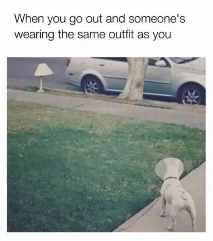 Funny animal meme showing a dog wearing a cone looking at a lampshade that matches its outfit outdoors on grass.