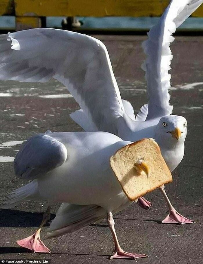 Seagull wearing a slice of bread like a mask, captured in a funny animal pic that may warm your heart.