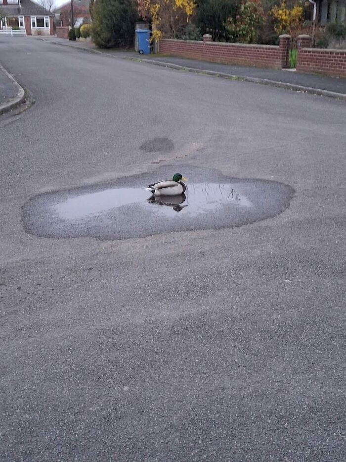 Duck resting in a small puddle on the middle of a quiet street in a suburban neighborhood animal pics.
