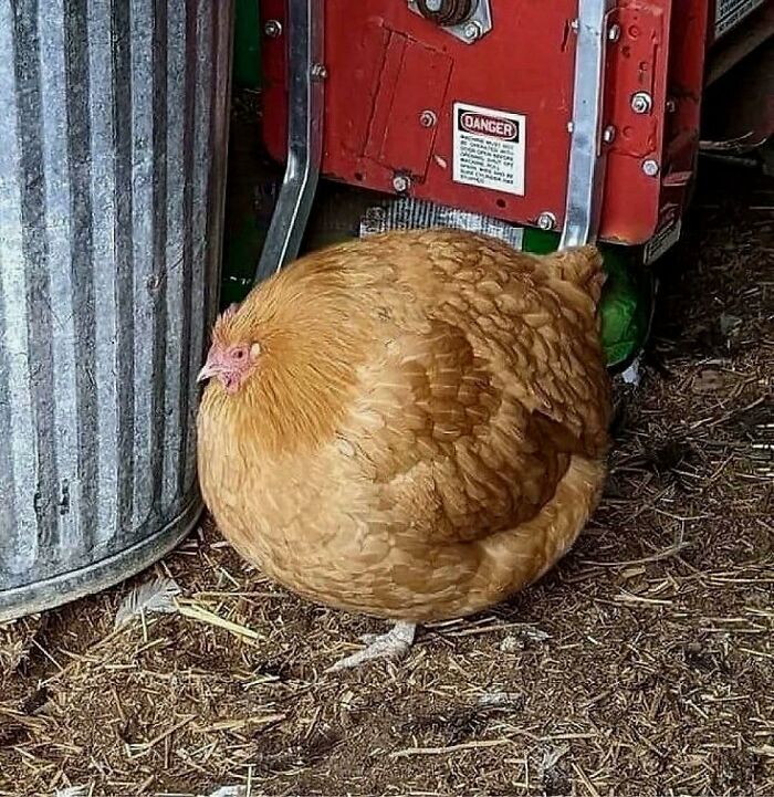 A fluffy brown chicken sitting on dirt, looking relaxed and embodying hilarious animals in goblin mode.