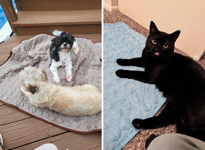 Two dogs and a black cat resting on cooling mats, popular viral summer essentials for keeping pets comfortable.