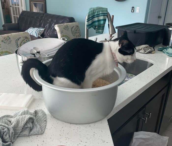 Black and white cat sitting awkwardly in a large bowl on a kitchen counter, a funny fail to hold their beer moment.