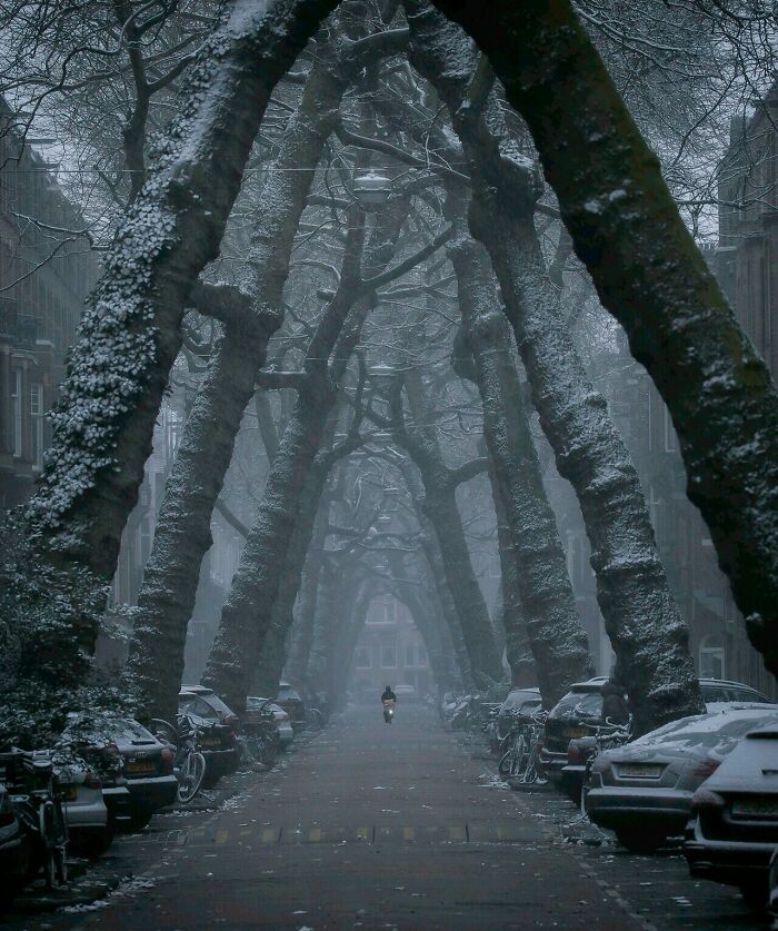 Snow-covered empty street framed by arched trees, creating unsettling yet fascinating empty spaces in a quiet urban setting.
