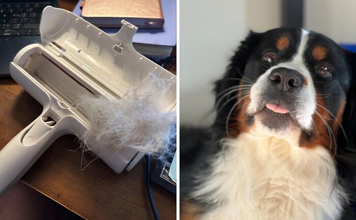 Lint remover filled with pet hair on a desk next to a laptop and a close-up of a Bernese Mountain Dog cleaning tool.