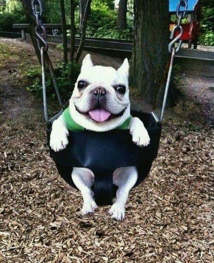 Happy dog sitting in a playground swing, showcasing hilarious animals who lost the plot and went into goblin mode.