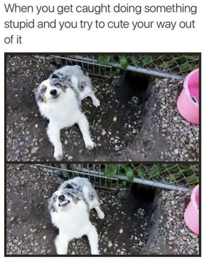 Funny and silly animal meme showing a dog trying to look cute after being caught doing something stupid outdoors.
