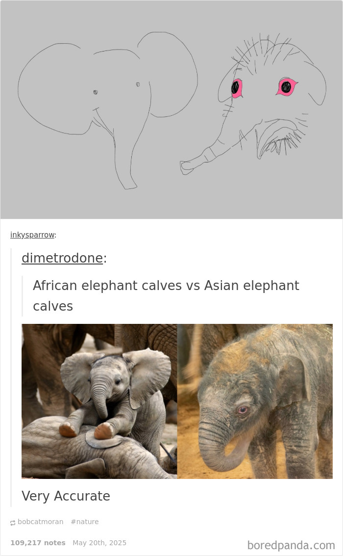 Sketch and real photos of African and Asian elephant calves highlighting chaotic memes for entertainment.