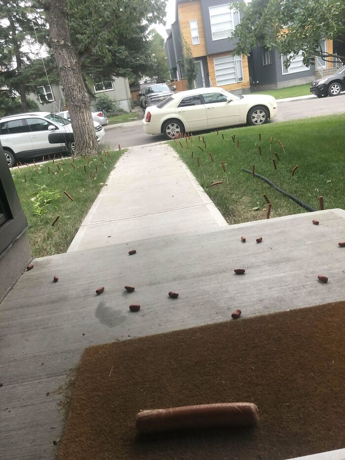 Sidewalk and grass with scattered hot dogs creating a humorous and wholesome street art scene by kind-hearted vandals.