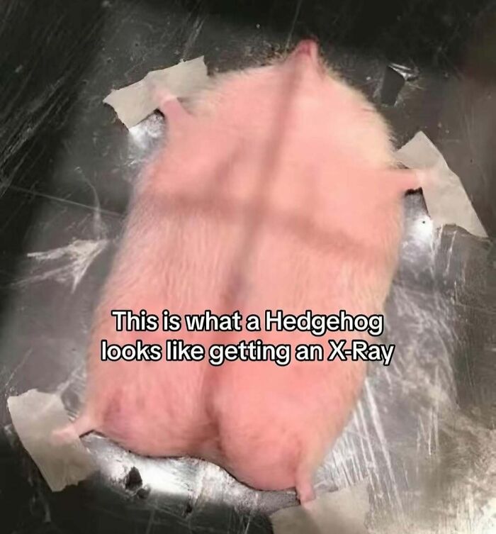 X-ray image showing the inside of a hedgehog revealing skeletal structure in unique detail and perspective.