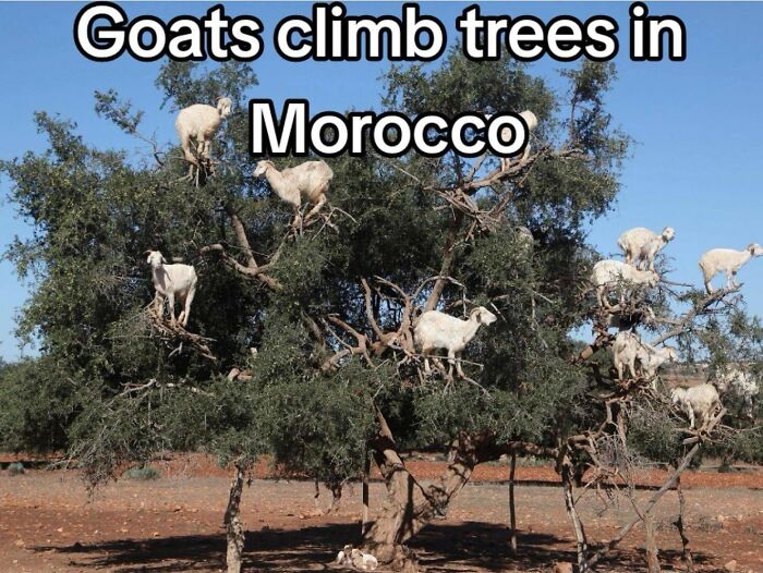 Goats climbing trees in Morocco, showcasing unique animal behavior in an outdoor rural landscape under clear blue sky.
