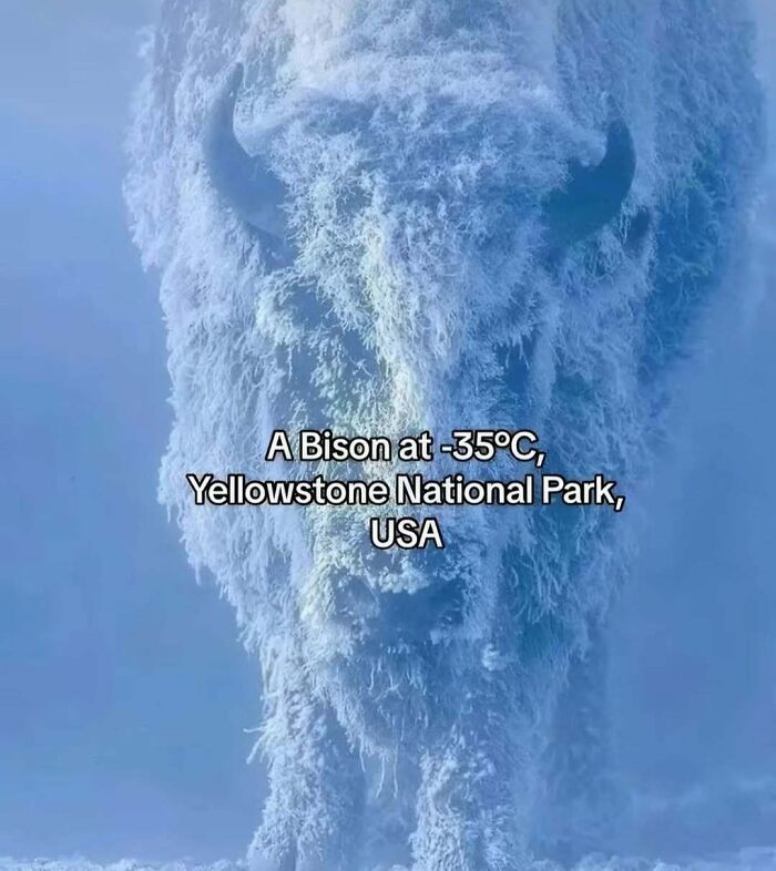 Frozen bison covered in frost at -35°C in Yellowstone National Park, illustrating unique natural cold conditions.