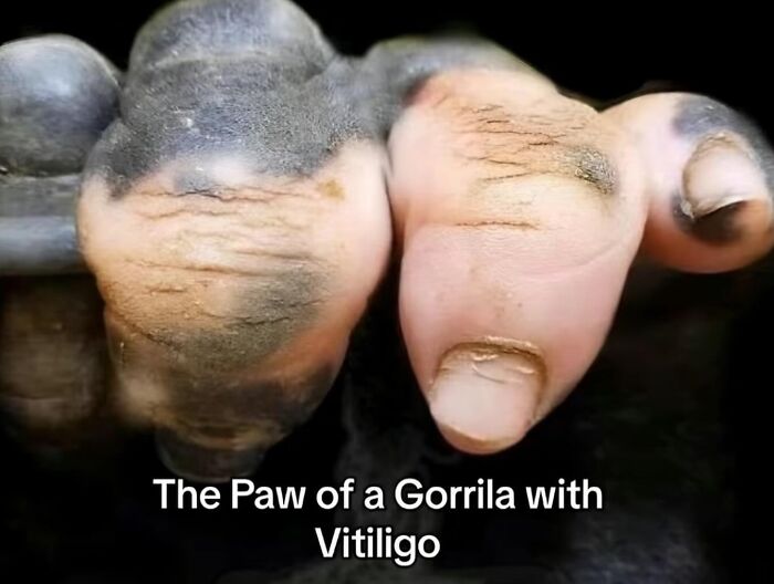 Close-up of a gorilla paw with vitiligo showing unique skin pigmentation and texture details.