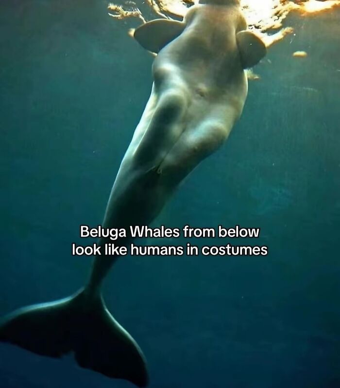 Underwater view of a beluga whale from below showing its unique shape with light filtering through the water.