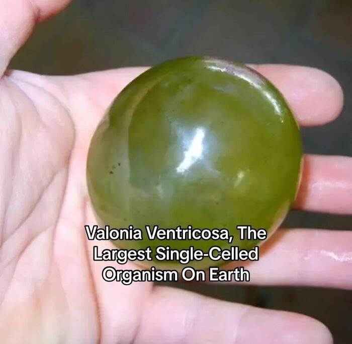 Hand holding a large green spherical organism, illustrating the inside of Big Ben's fascinating details.