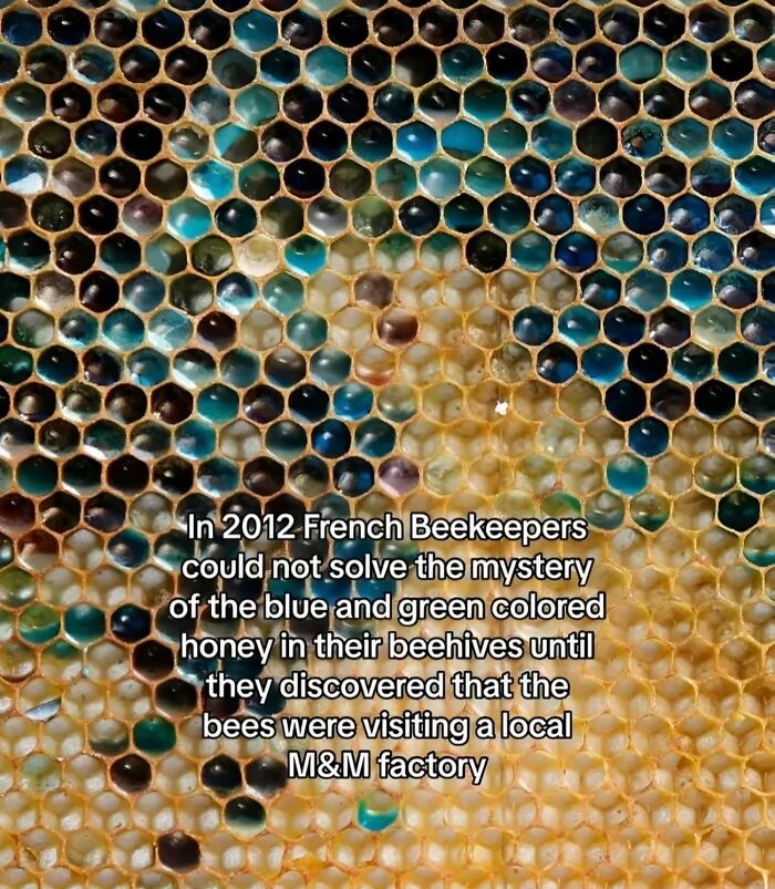 Close-up of colorful honeycomb revealing blue and green honey, an interesting insight inside Big Ben's structure concept.