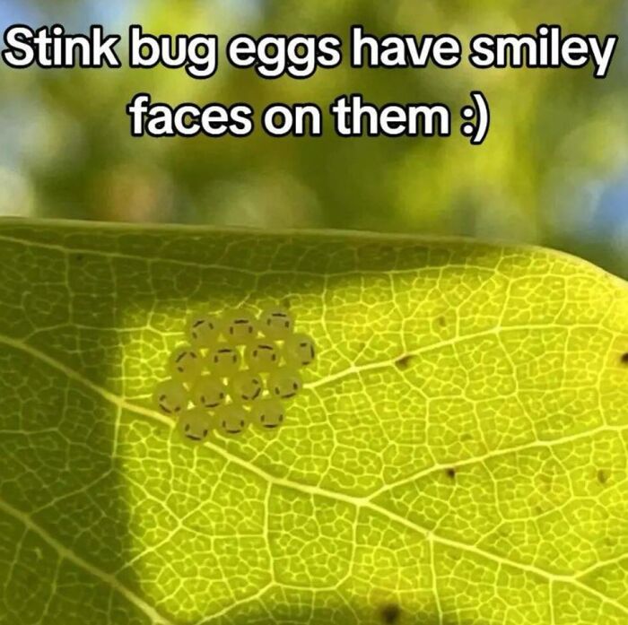 Close-up of stink bug eggs on a leaf, showing natural details, illustrating that the inside of Big Ben can be interesting too.