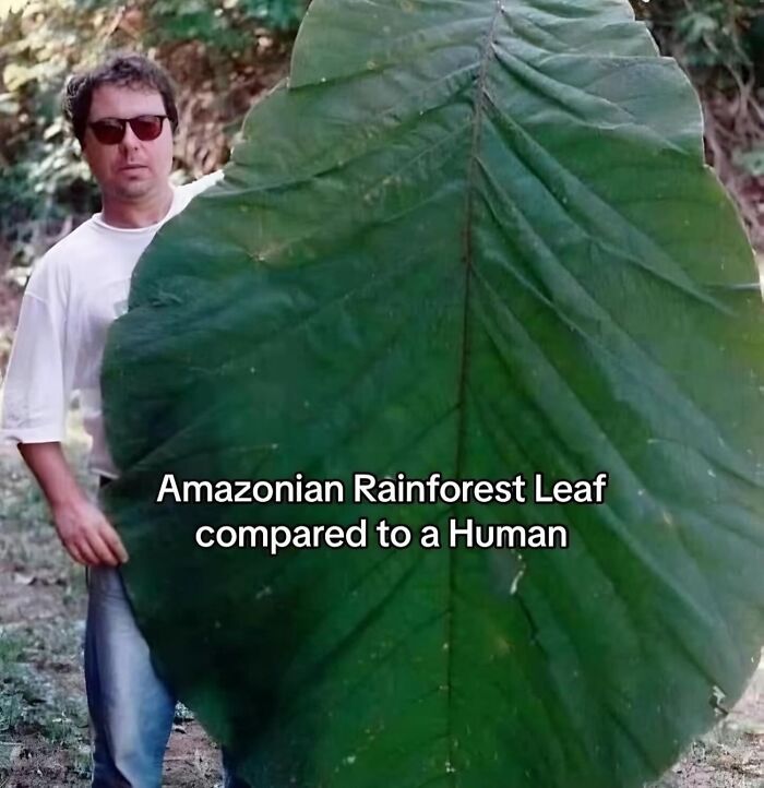 Man standing next to a giant Amazonian rainforest leaf illustrating scale inside Big Ben insights post.