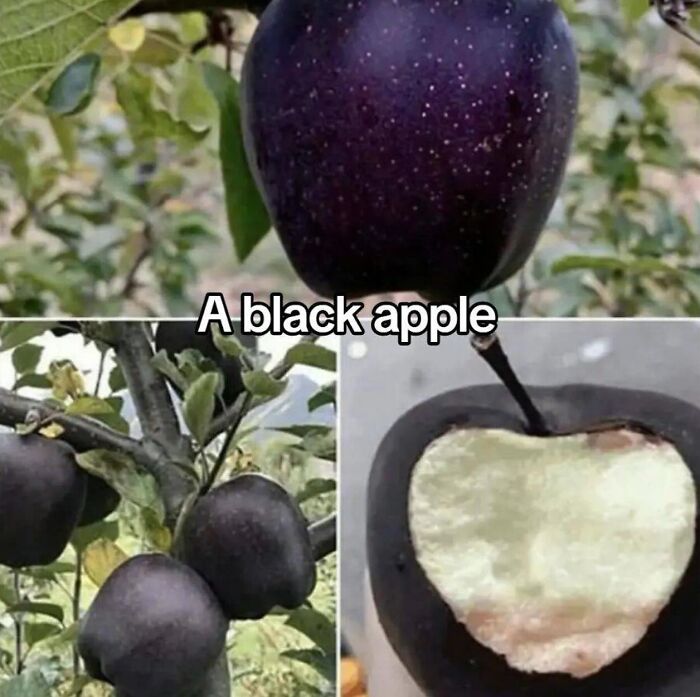 Close-up of a rare black apple growing on a tree, with one apple partially eaten to show the inside.