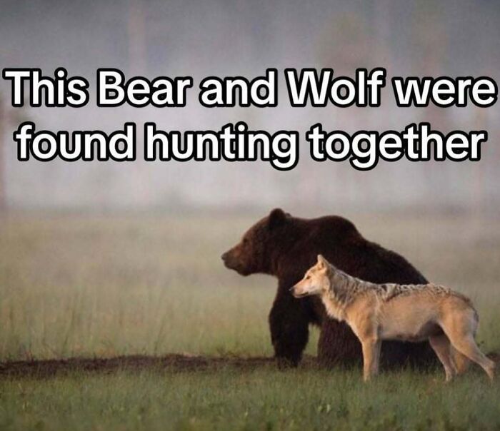 Bear and wolf hunting together in the wild, showcasing interesting animal behavior and nature's inside view.
