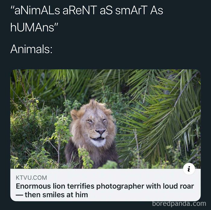 Meme showing a lion smiling after roaring loudly, highlighting unexpected wholesome moments in popular memes.