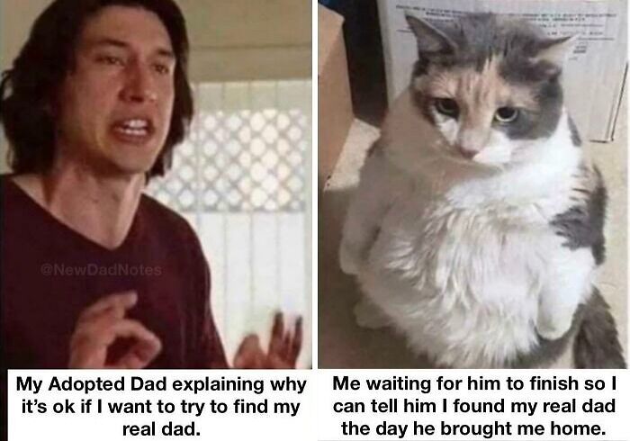 Man explaining with emotion paired with a chubby cat waiting patiently, capturing wholesome moments feel good about the world