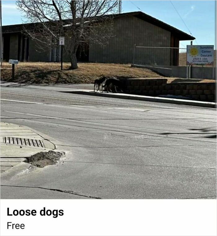 Two loose dogs standing by a sidewalk near a building, showing a wild Facebook Marketplace listing screenshot.