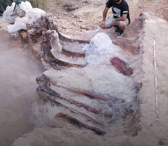 Partially excavated large dinosaur fossil embedded in soil with an archaeologist examining the site closely.
