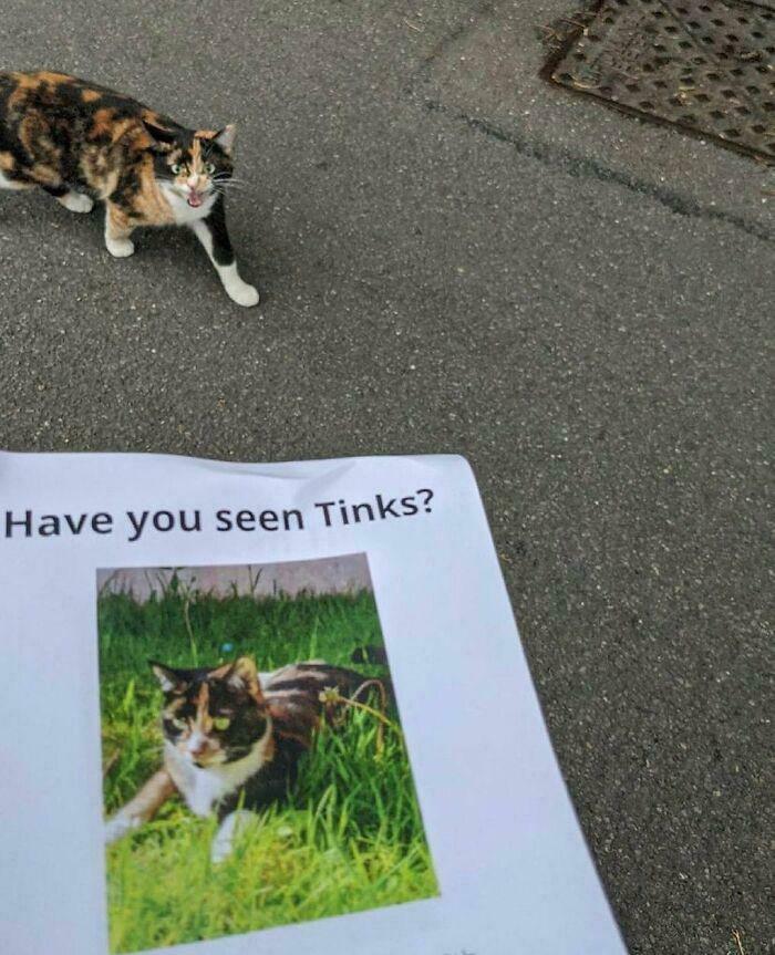 Calico cat near a lost cat poster matching the cat’s photo, a blursed image that may make your brain short-circuit.