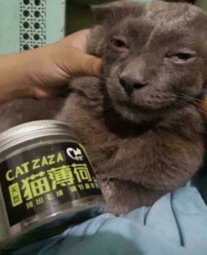 A gray cat with a sleepy expression being held next to a container labeled Cat Zaza in a blursed image.