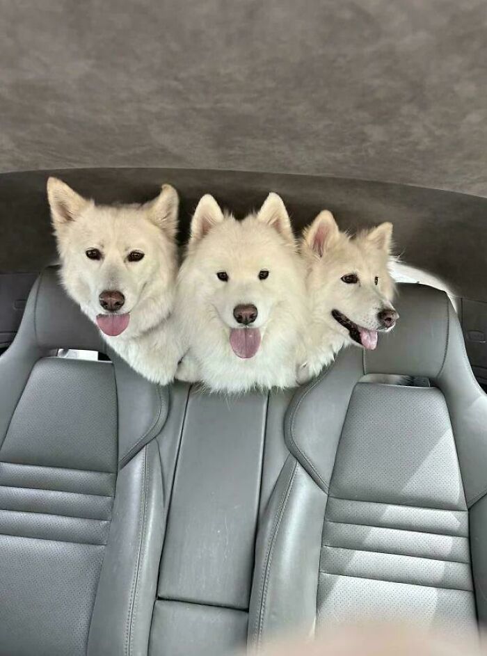 Three white dogs appear to have three heads merged behind a car seat, creating a blursed image that confuses the brain.
