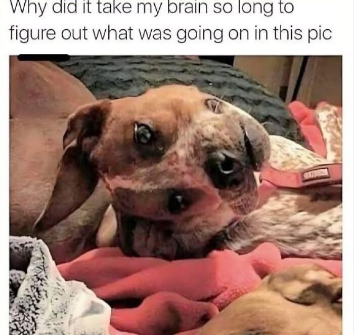 Funny random meme showing a confusing dog face that takes a moment to understand in hilarious nonsense style.