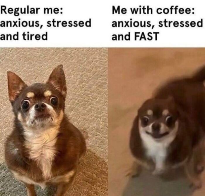 Two side-by-side dog images showing anxious and stressed moods, illustrating hilarious nonsense memes with coffee energy.