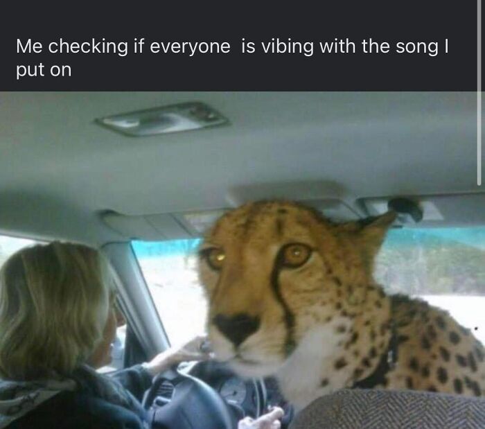 Cheetah sitting inside a car looking intently forward with caption about checking if everyone is vibing with the song, random memes.