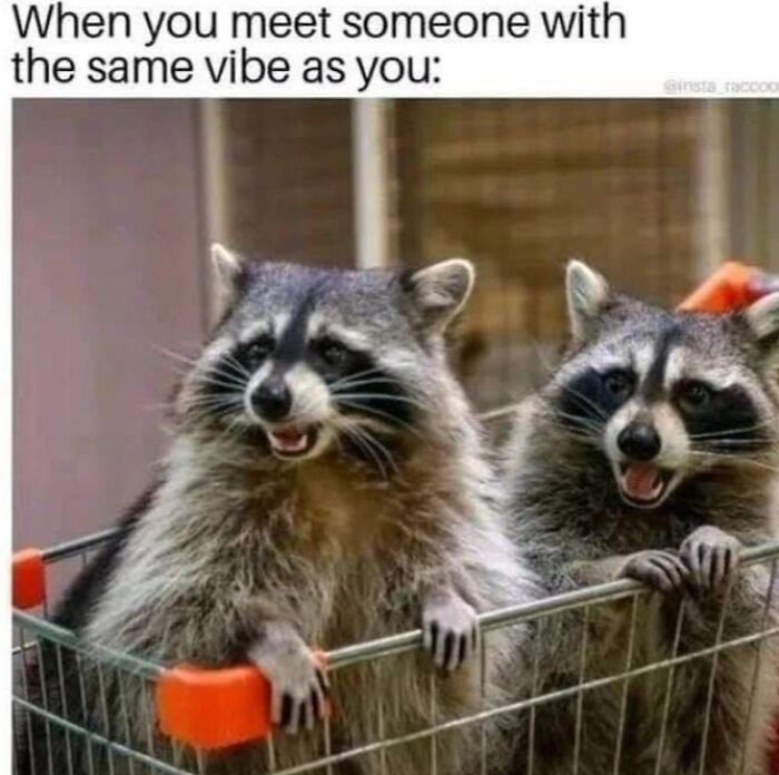 Two raccoons sitting together in a shopping cart, expressing a matching vibe as a funny random meme.