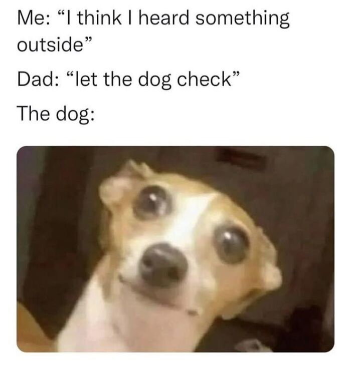 Funny random meme showing a confused dog with wide eyes reacting to a sound, delivering hilarious nonsense humor.