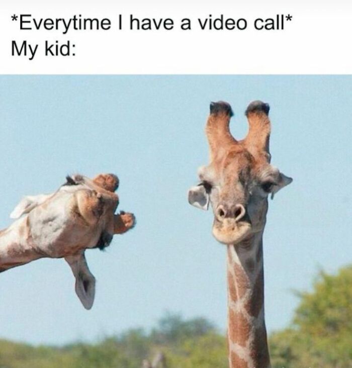 Two giraffes with funny expressions illustrating hilarious nonsense memes about kids interrupting video calls.