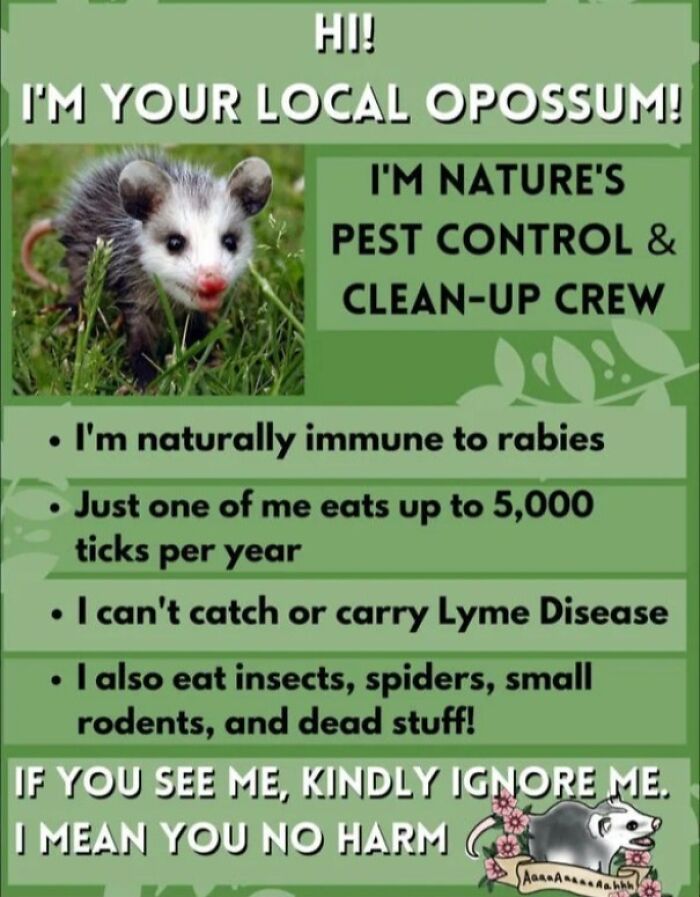 Young opossum in grass with a guide explaining its role in pest control and nature cleanup benefits.