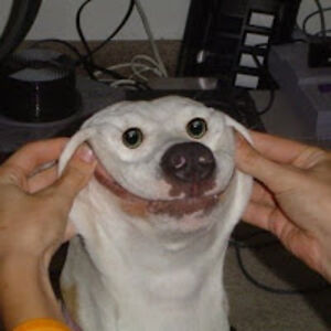 codybachhuber avatar