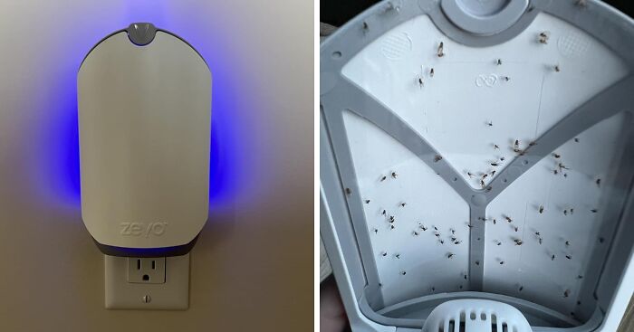 Plug-in insect trap with blue light glowing on wall next to close-up of trapped insects, popular affordable Amazon finds.