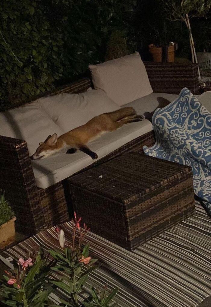 A fox lying stretched out on a cushioned outdoor sofa at night in a backyard with patio furniture and plants nearby.