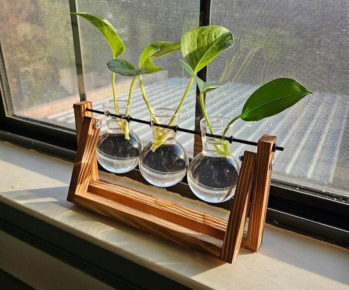 Glass vase set with green plant cuttings in a wooden frame, a popular item from Amazon wishlists favorites.