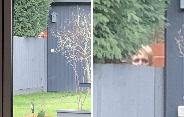 Person peeking over a fence in a backyard, creating a creepy and unsettling scene people had to share.