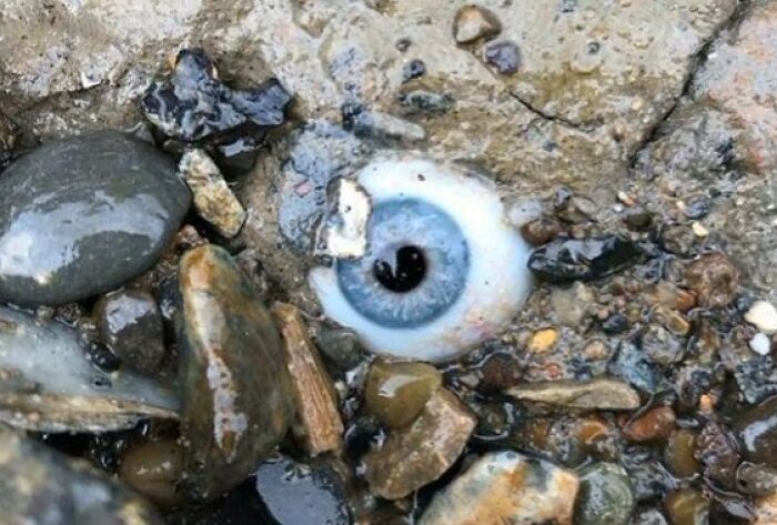 A creepy realistic eyeball embedded among wet rocks and gravel, an unsettling discovery shared online.