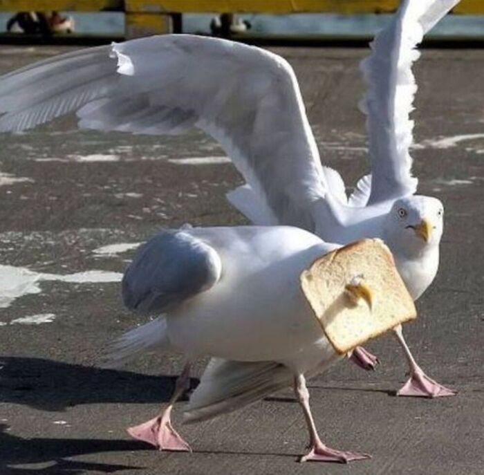 Seagull caught with a slice of bread on its beak, showcasing a weird pics or it didn’t happen moment outdoors.