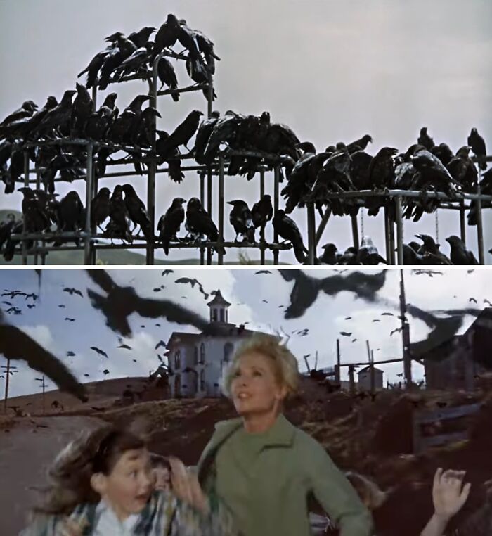 Crowds of birds perched and flying around actors filming a terrifying behind-the-scenes horror movie scene.