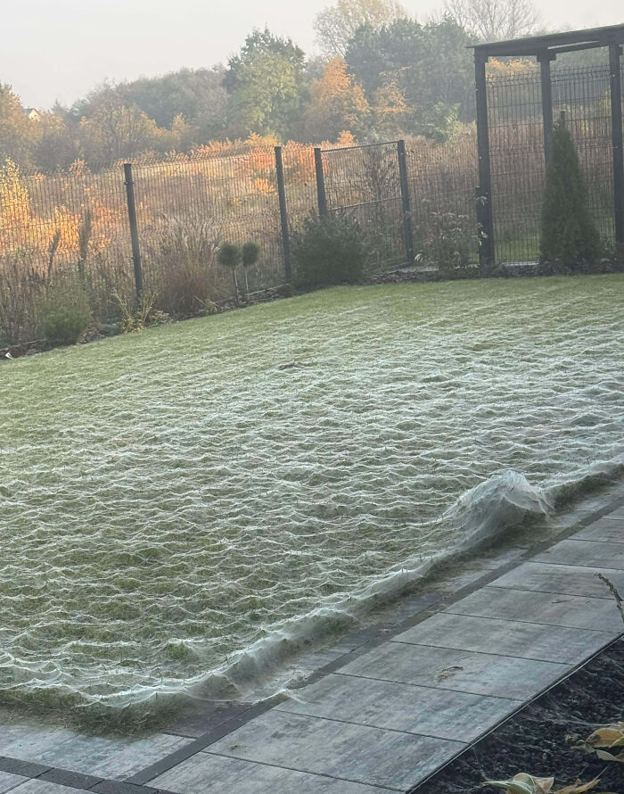 Spider webs covering a backyard lawn creating a creepy and eerie scene in early morning light.