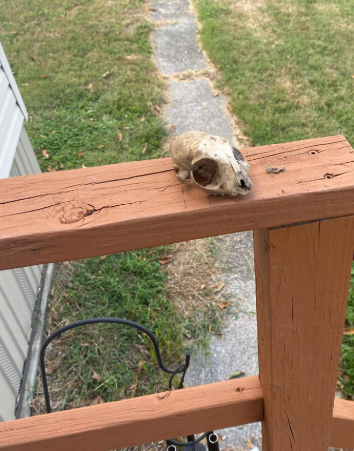 Animal skull resting on a wooden railing outdoors, a creepy discovery prompting people to share their creepy finds.