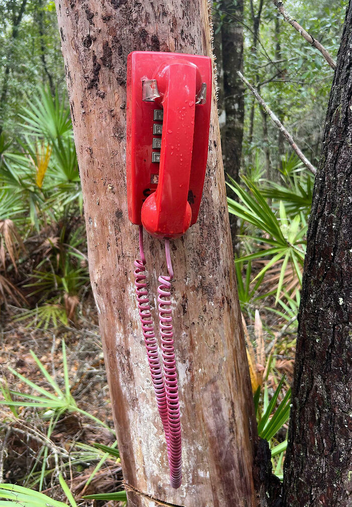 Red vintage wall phone mounted on a tree in a forest, an unusual creepy discovery shared by people outdoors.